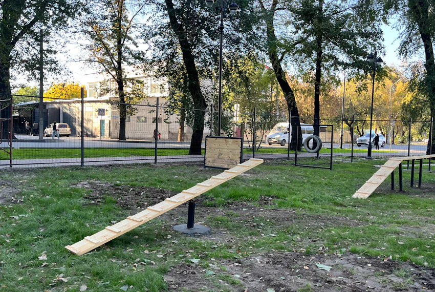 собаки.jpg
