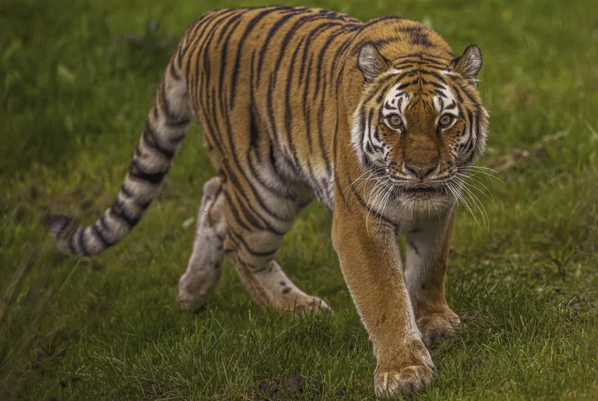 tiger_850x570 (1).jpg