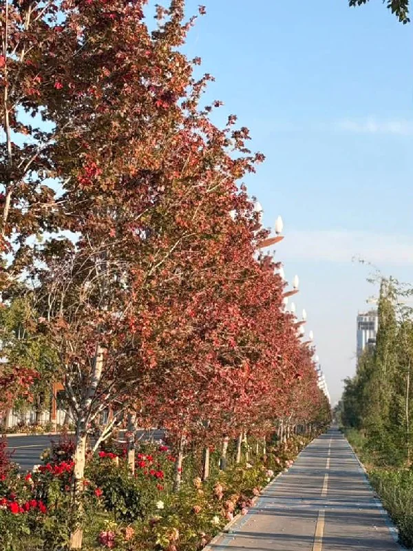 клены.jpg