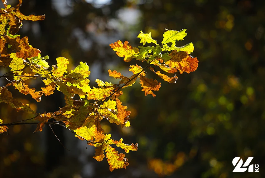 CB1A8477.jpg