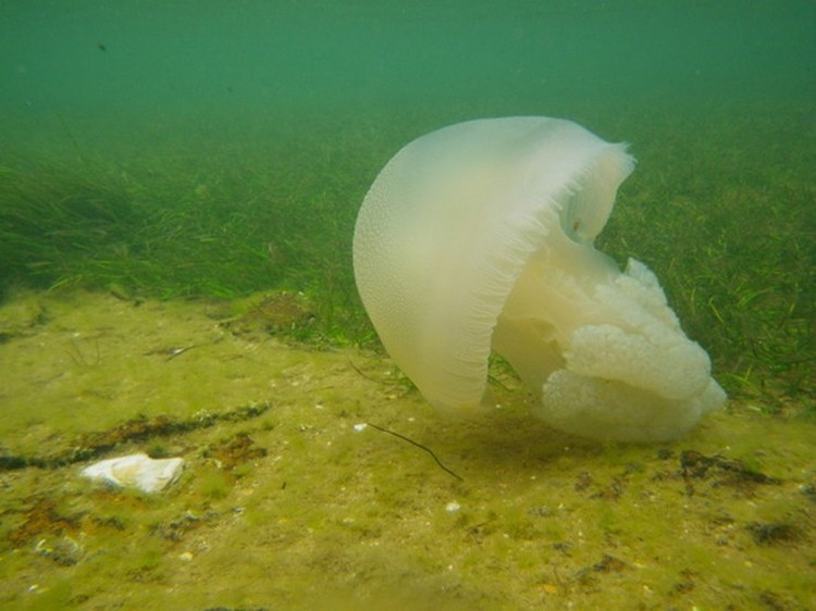 из интернета. Так выглядит медуза вида jelly blubber