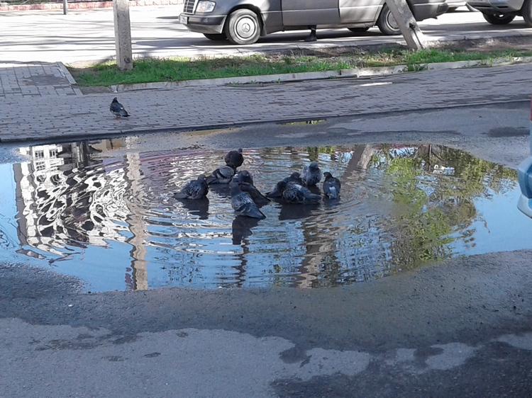 Николай Пак. Голуби в луже, 29 марта 2019 года