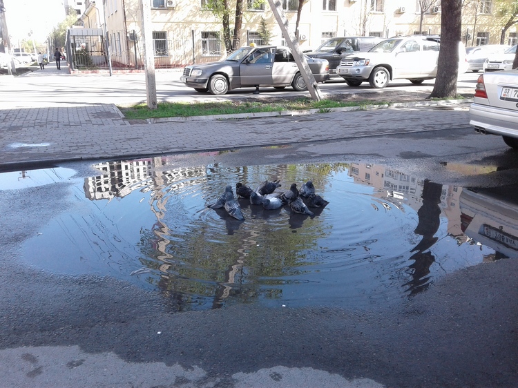 Николай Пак. Голуби в луже, 29 марта 2019 года