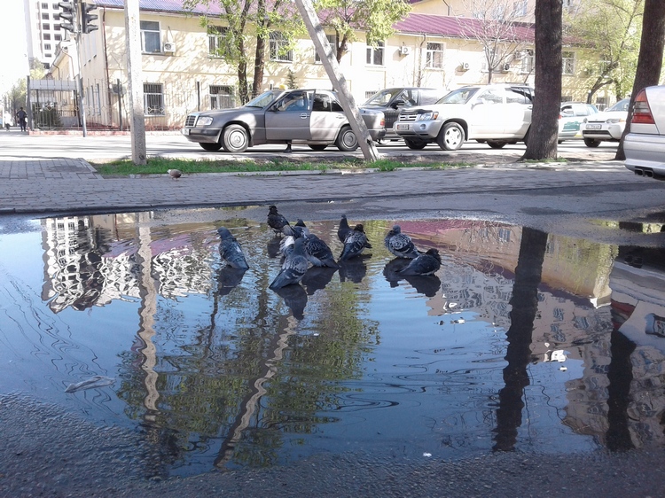Николай Пак. Голуби в луже, 29 марта 2019 года