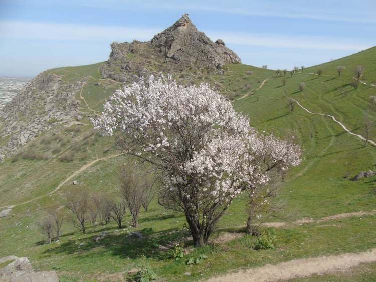 Мамасалы Ташматова. Цветения миндаля на горе Сулайман-Тоо