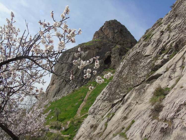 Мамасалы Ташматова. Цветения миндаля на горе Сулайман-Тоо