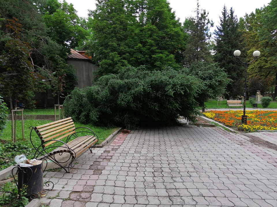 Упавшая ель