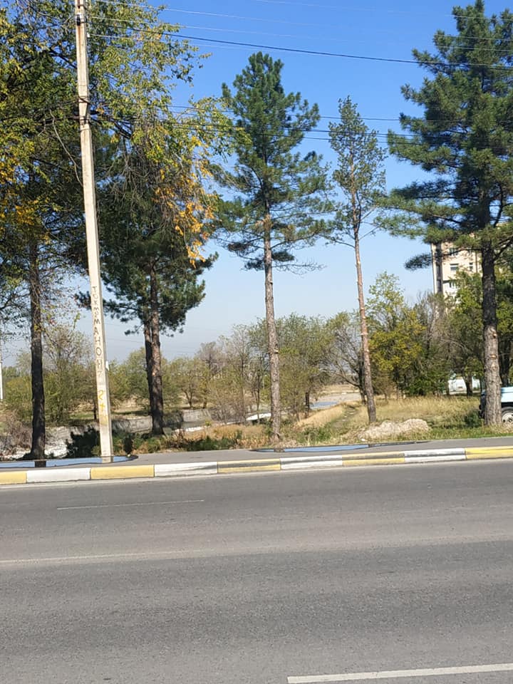 Вдоль улицы Байтика Баатыра рубят деревья