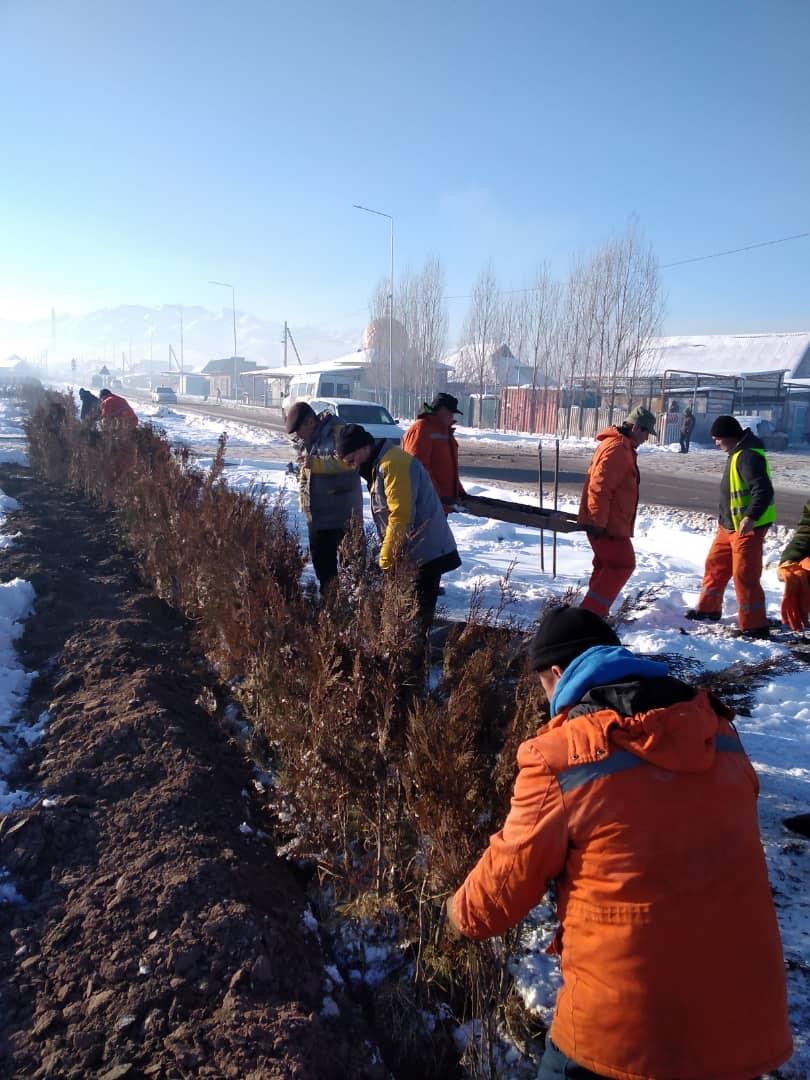 В Бишкеке продолжают высаживать хвойные деревья