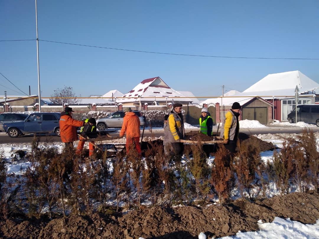 В Бишкеке продолжают высаживать хвойные деревья