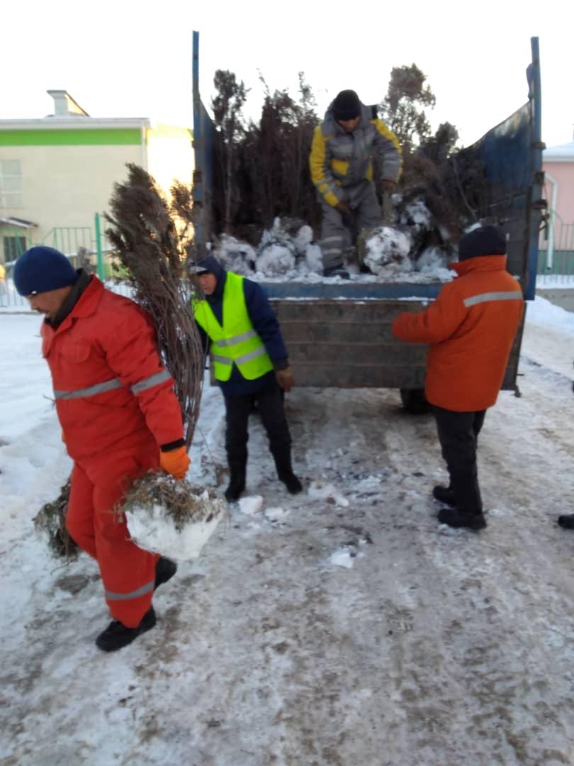 В Бишкеке продолжают высаживать хвойные деревья