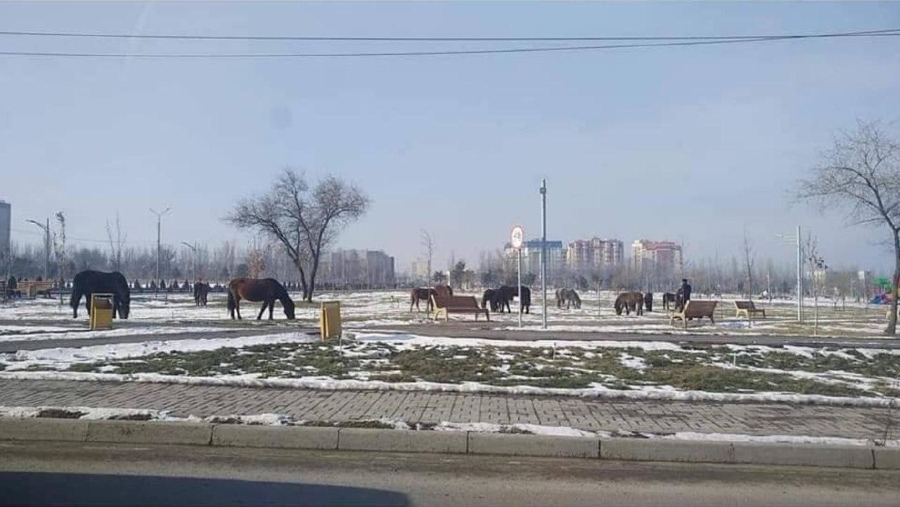 В парке «Ынтымак» пасутся лошади