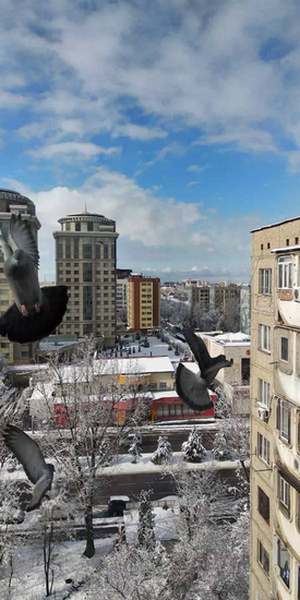 Голуби