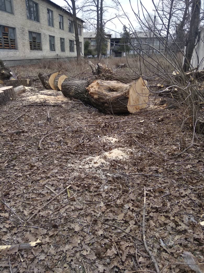 В городе Каинды Чуйской области продолжают необоснованно вырубать деревья