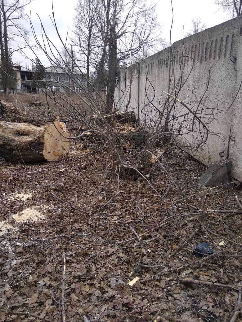 В городе Каинды Чуйской области продолжают необоснованно вырубать деревья
