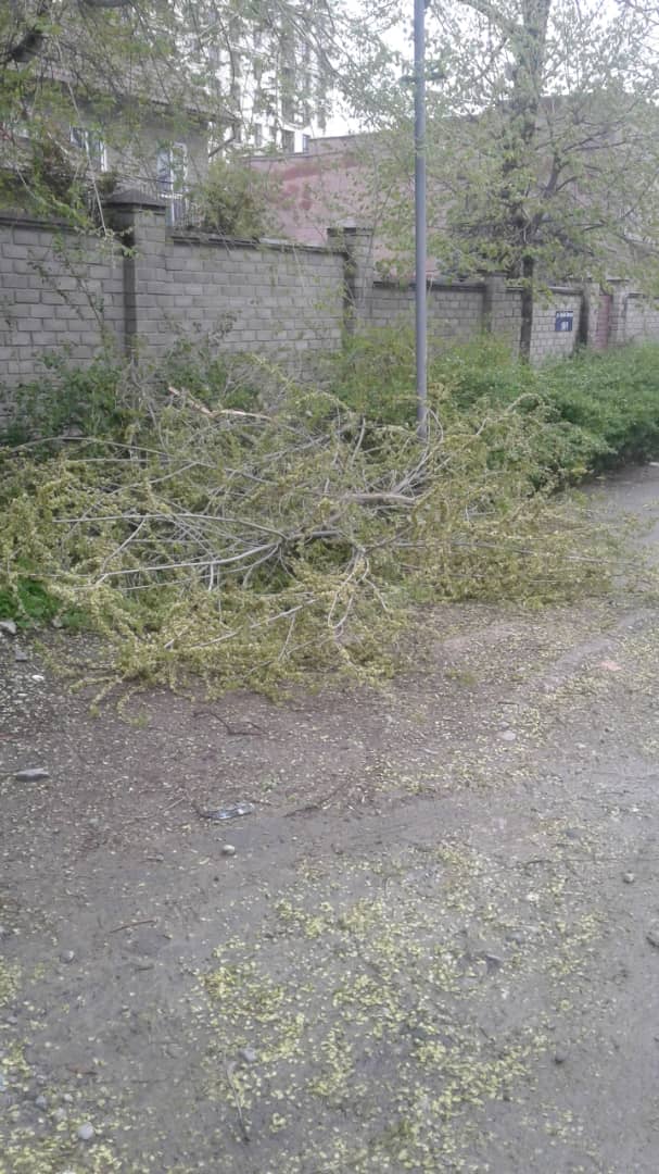 Упавшие ветки