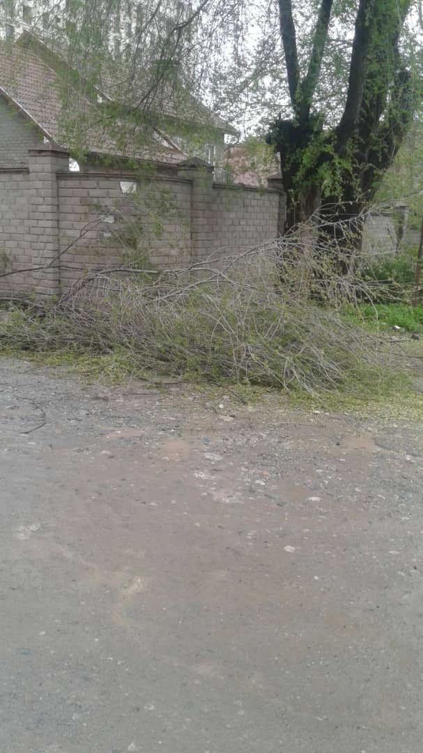 Упавшие ветки