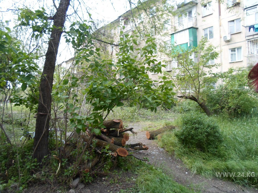 Вырубка деревьев в 10-м микрорайоне