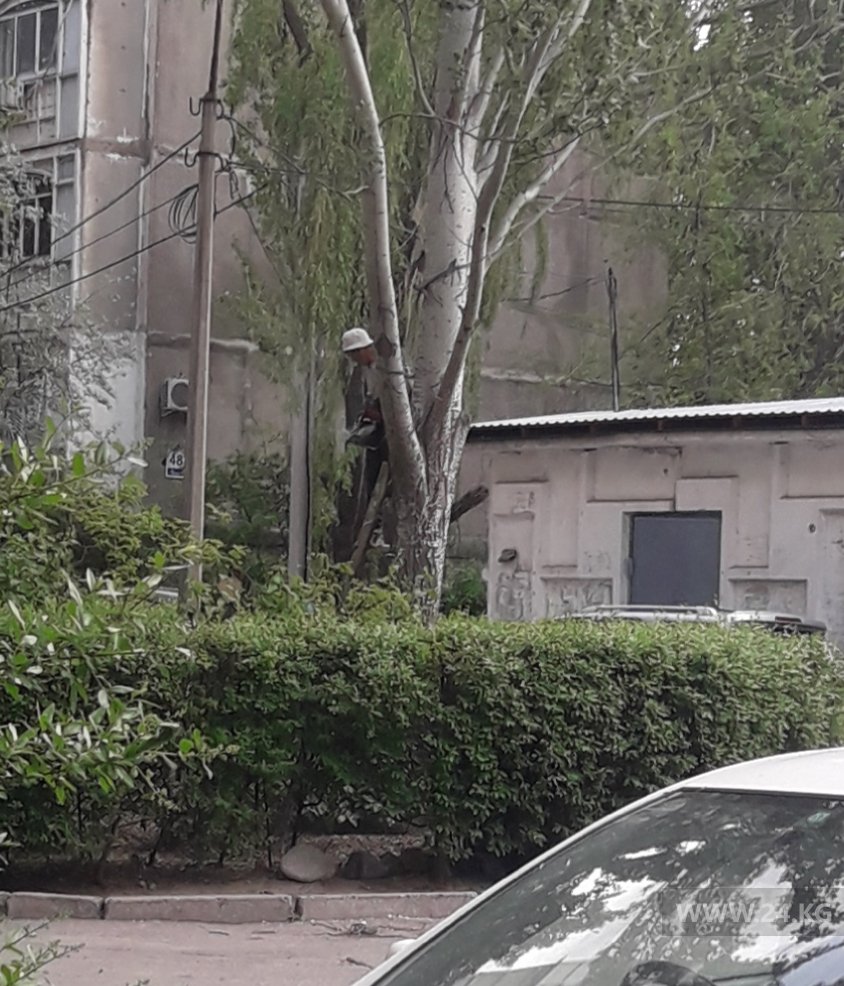 Вырубка деревьев в 12-м микрорайоне