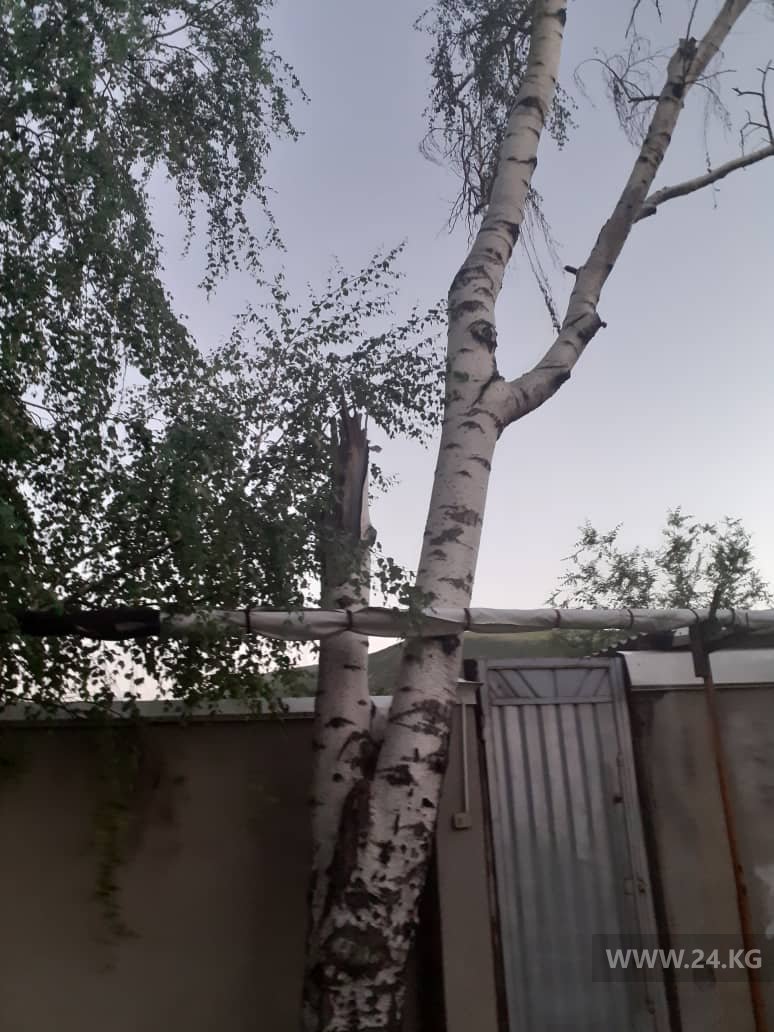 Аварийное дерево