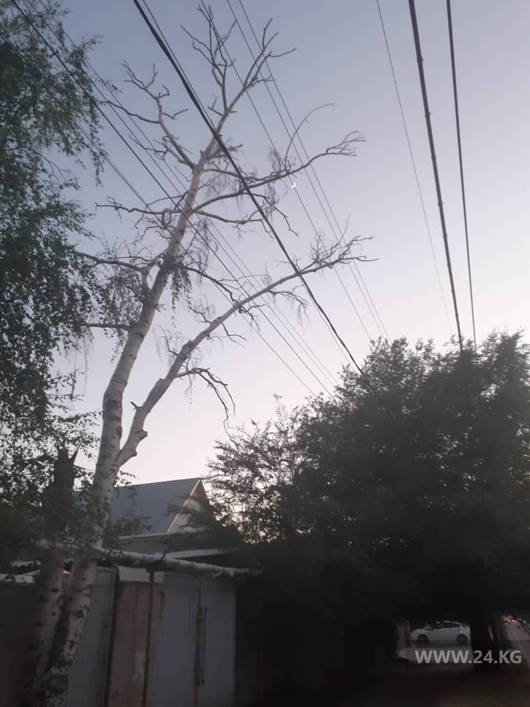 Аварийное дерево