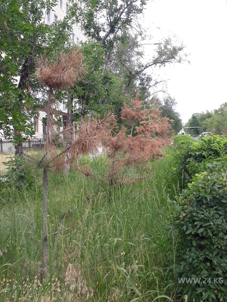В Кара-Балте засохли сосны