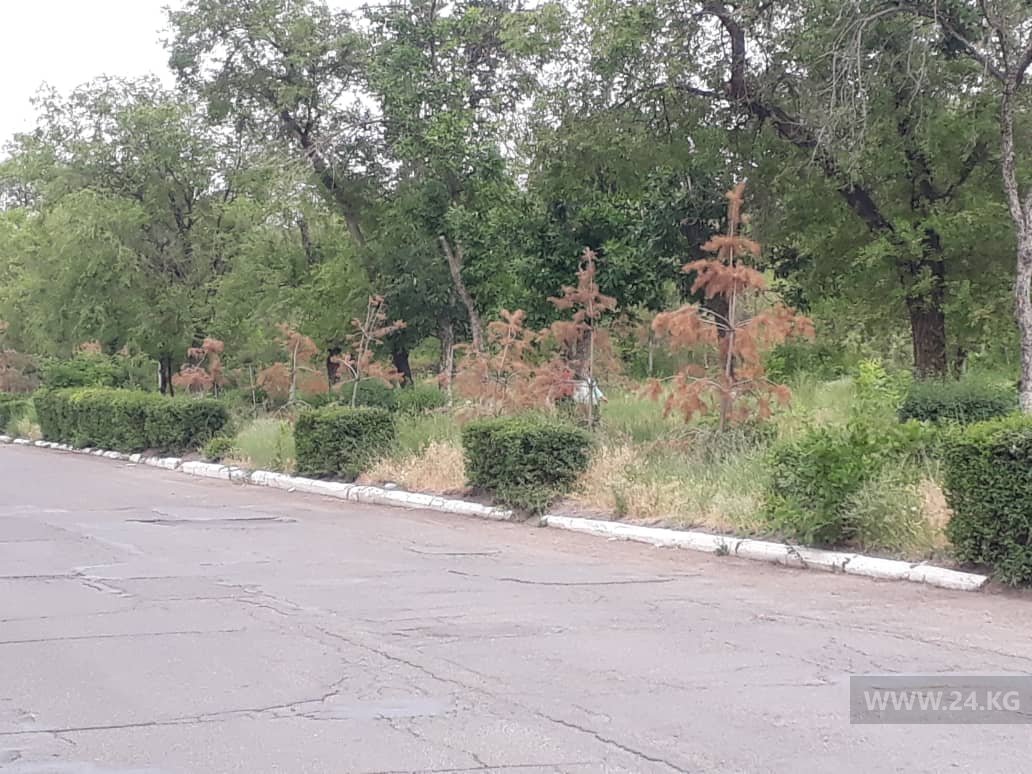 В Кара-Балте засохли сосны