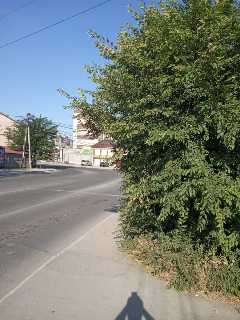 Ветки не дают пешеходам идти по тротуару