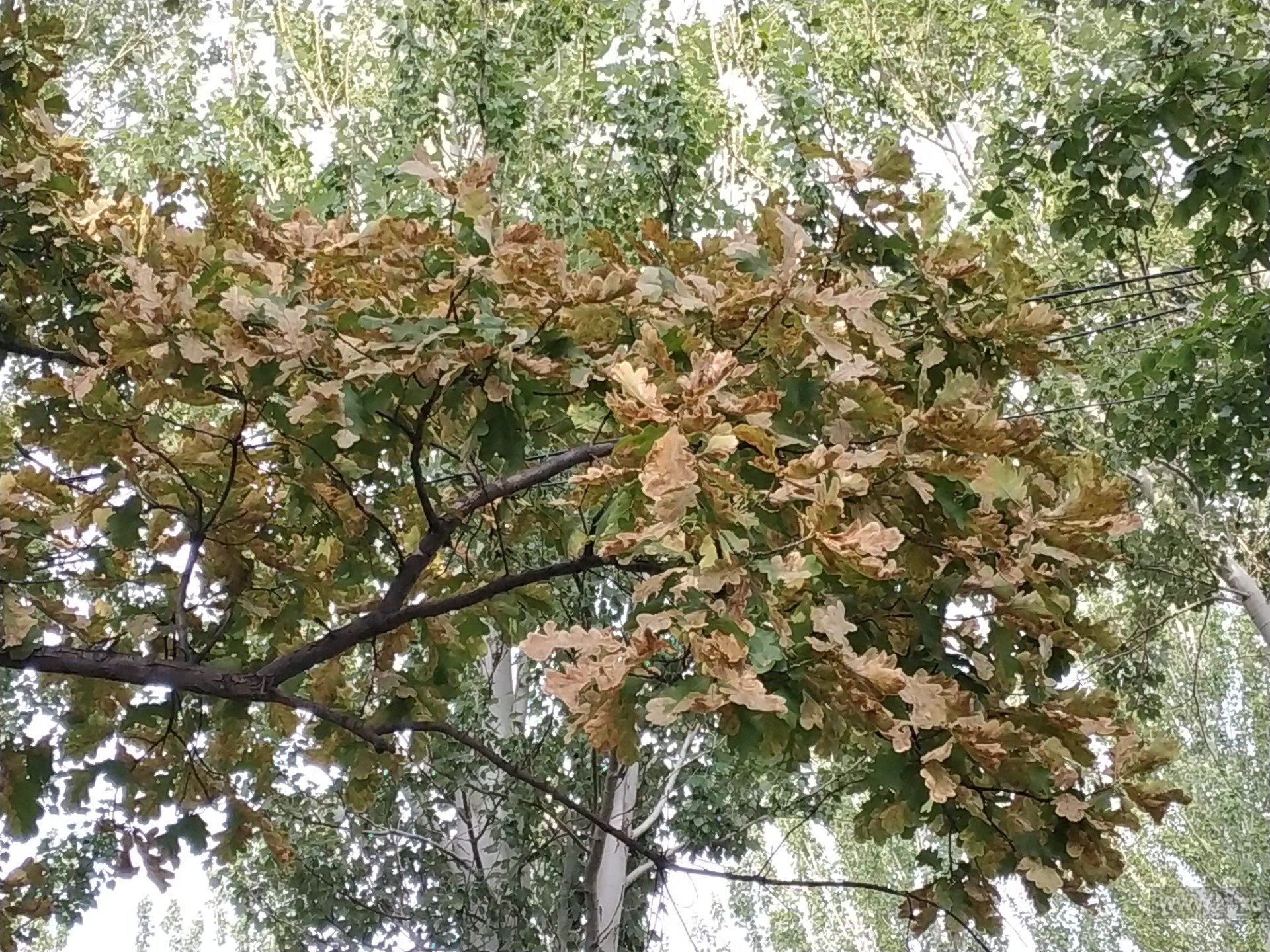 Дубы в Бишкеке