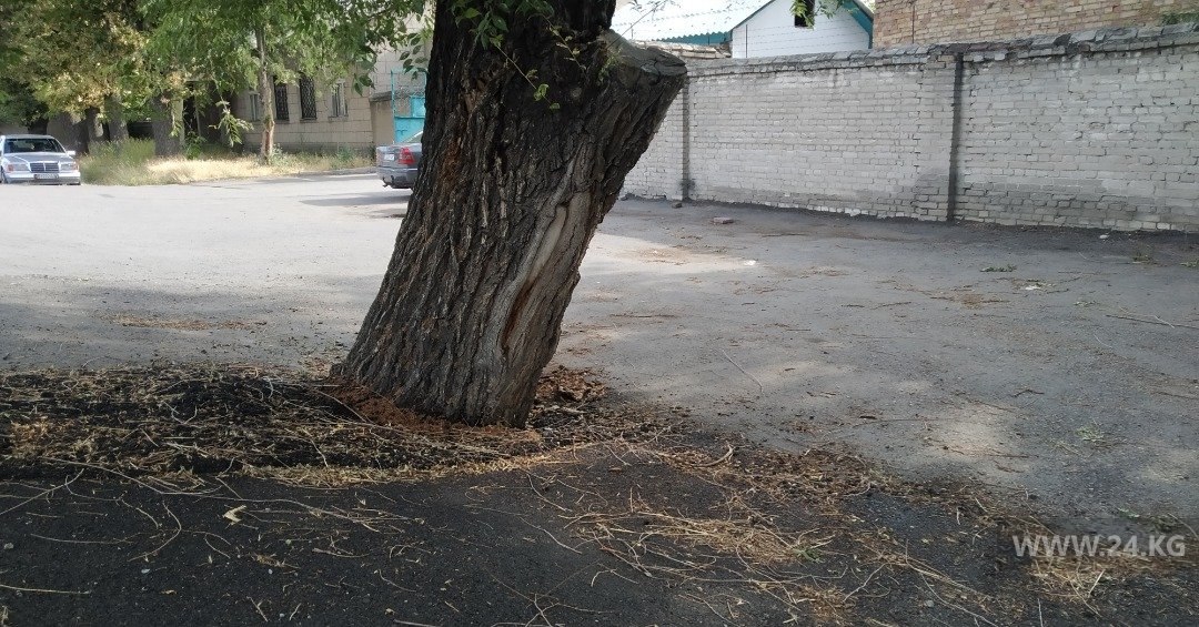 Деревья «закатали» в асфальт