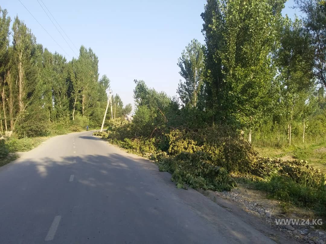 В Араванском районе Ошской области вырубают деревья