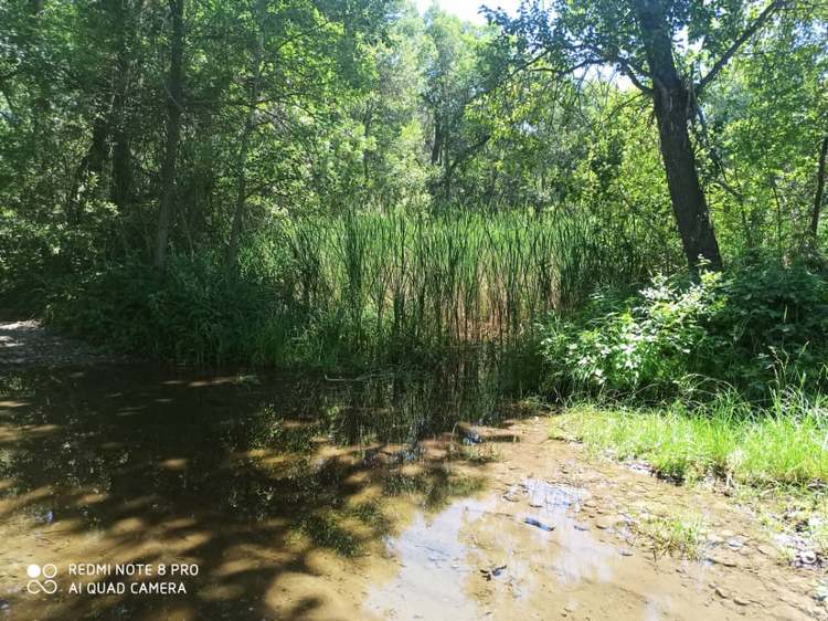 В пригороде Таласа, июль