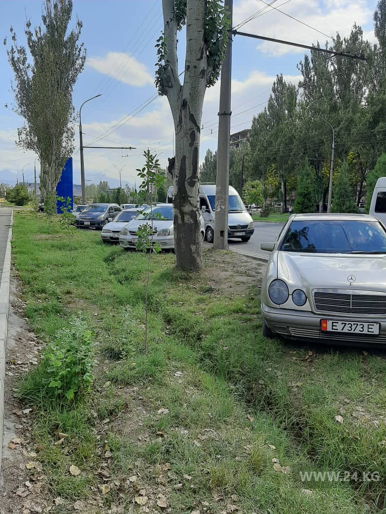 Чудаки парковки