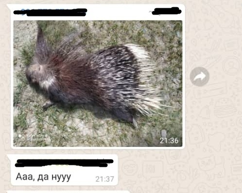 В Кыргызстане мужчина застрелил дикобраза, который занесен в Красную книгу