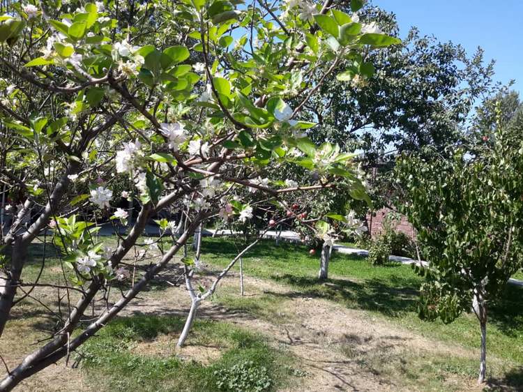 Село Кой-Таш