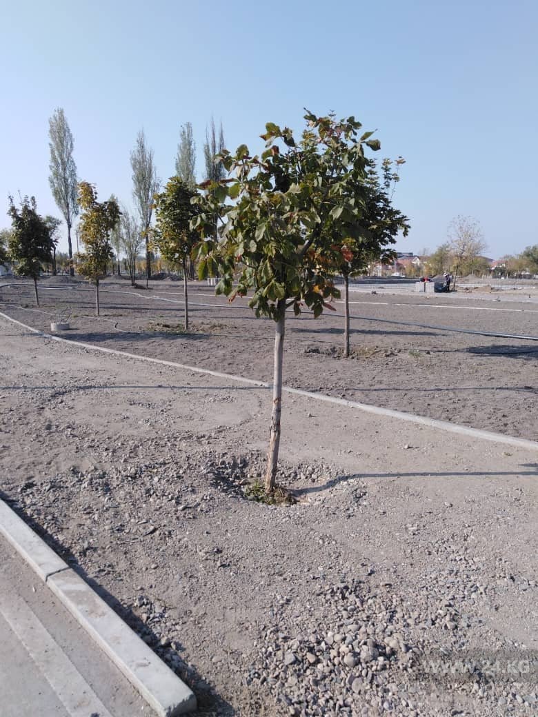 В парке на улице Токомбаева деревья закатали в бетон