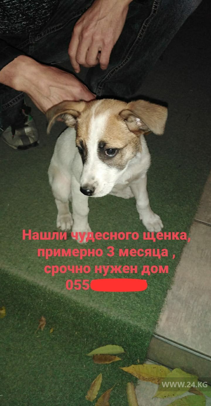 Объявление в соцсетях
