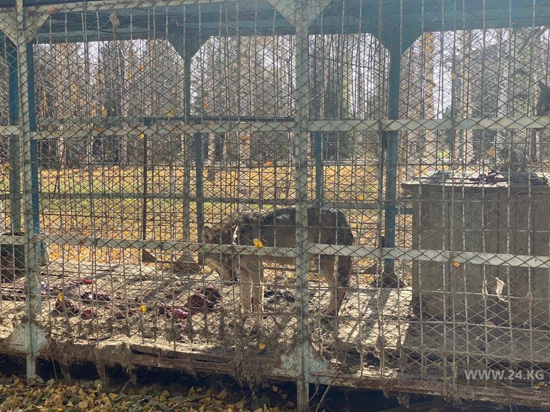 В заказнике в Токмаке сняли, как волков кормят собаками