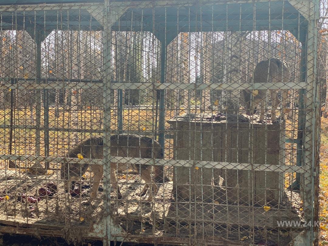 В заказнике в Токмаке сняли, как волков кормят собаками