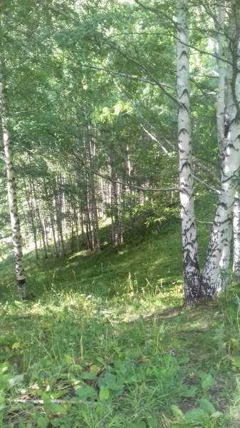 Березовый лес в горах
