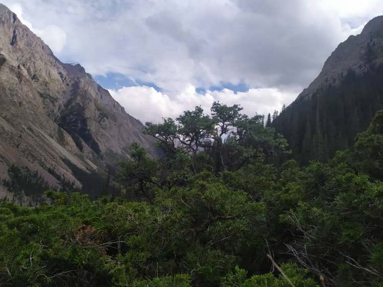 Барскоон
