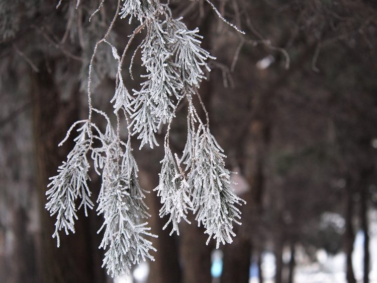 Зимние мотивы