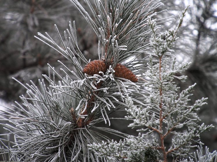Зимние мотивы