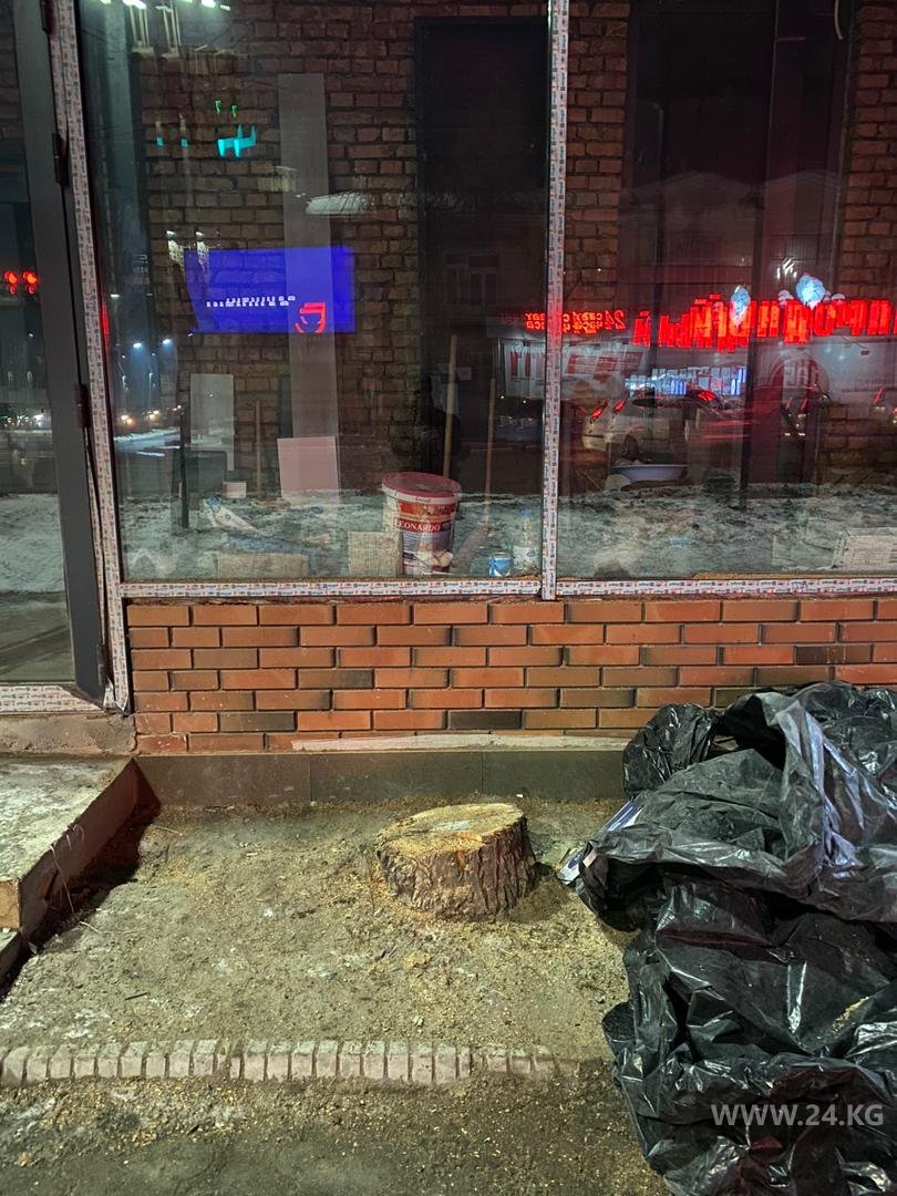 В Бишкеке срубили дерево