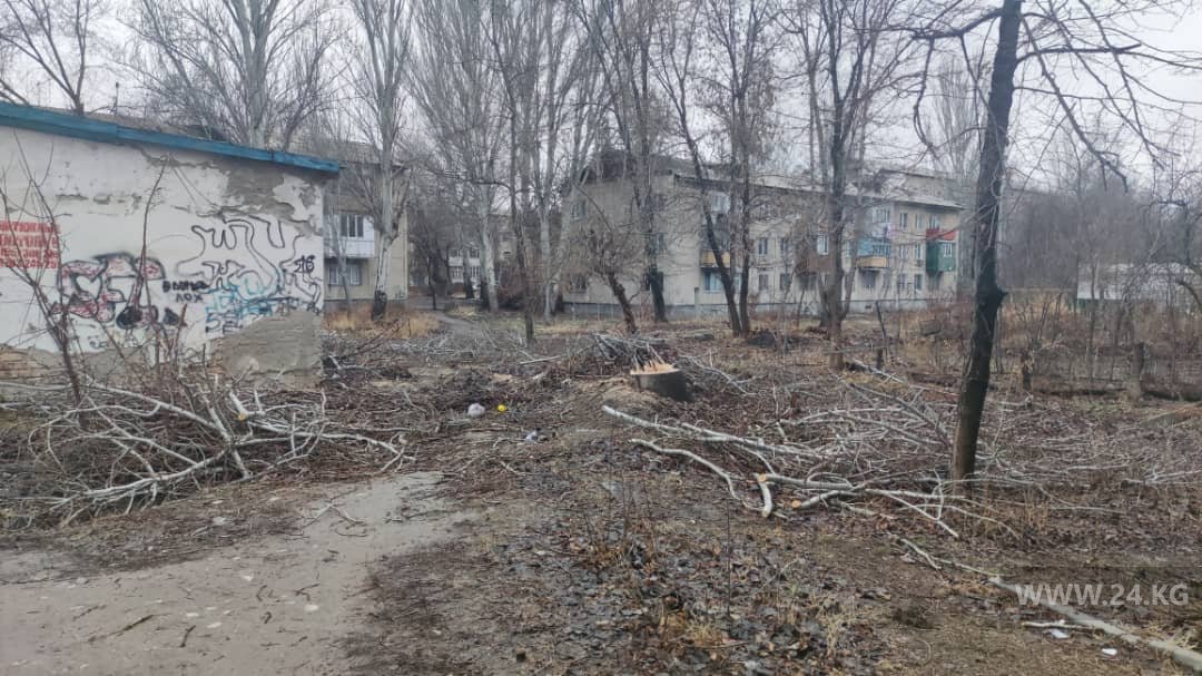 В Канте рубят деревья