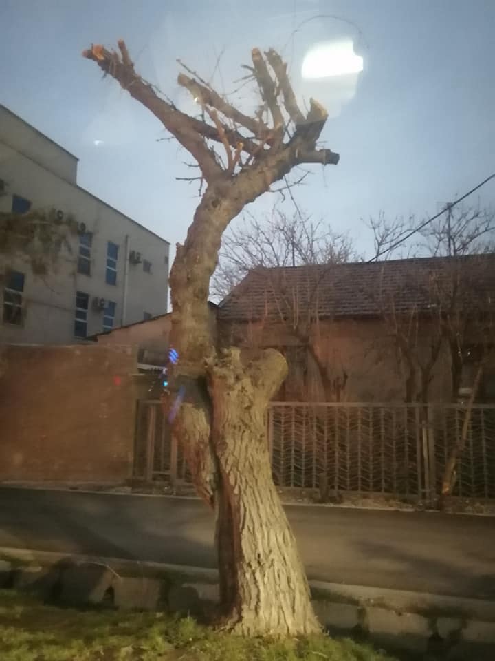 Деревья на улице Ахунбаева
