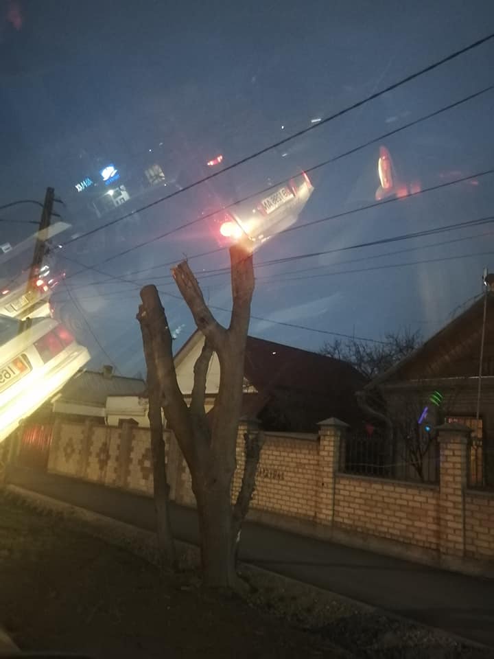 Деревья на улице Ахунбаева