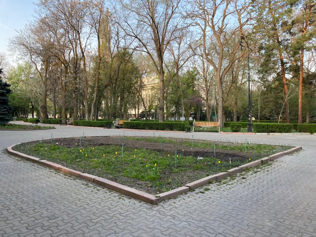 Бишкек остался без тюльпанов