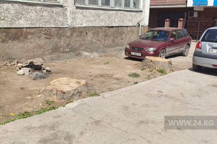 В Бишкеке спилили деревья