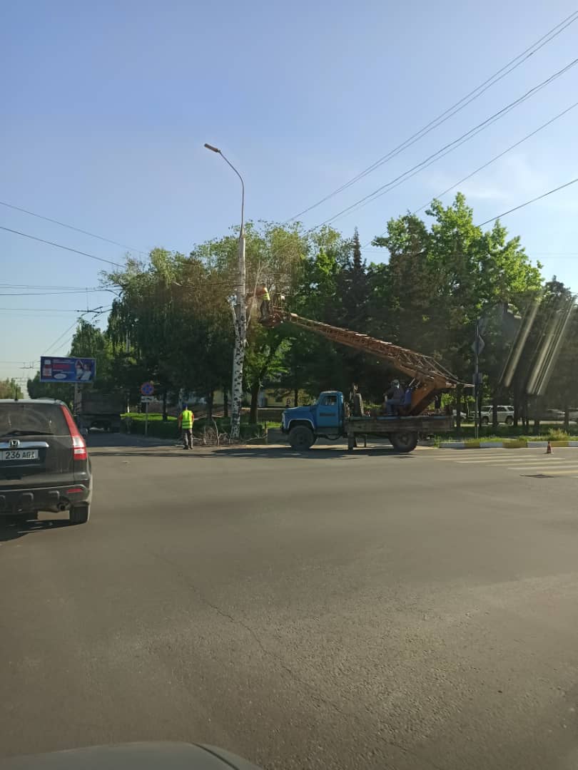 На Южной магистрали в Бишкеке варварски обрезали березу